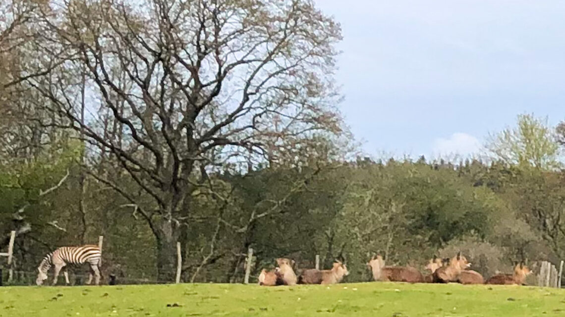 32 KM MTB med zebra, skovveje og søer